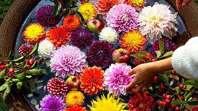 Blommor i diverser färger